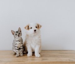 Service garde animaux